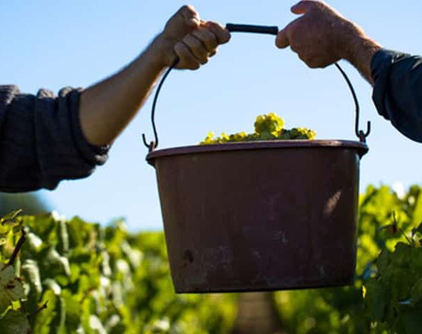 VENDANGES TEAM BUILDING PAU – BEARN