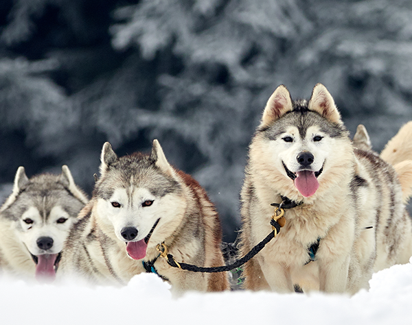 AVANT SCENE VOYAGES D’AFFAIRES PAU