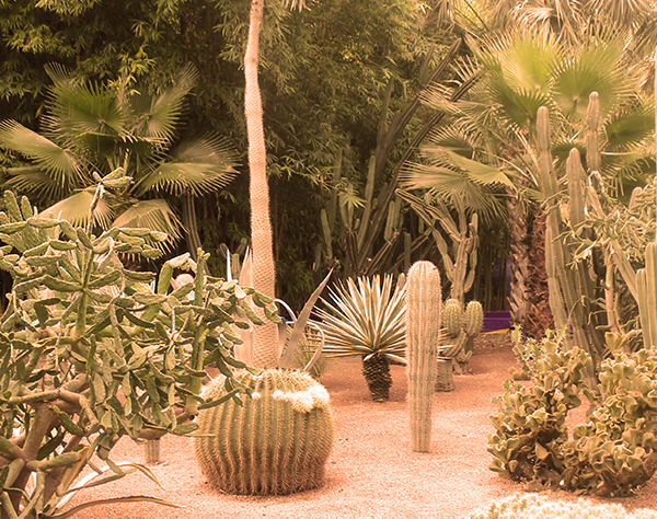 AVANT SCENE MARRAKECH JARDINS DE MAJORELLE BIARRITZ