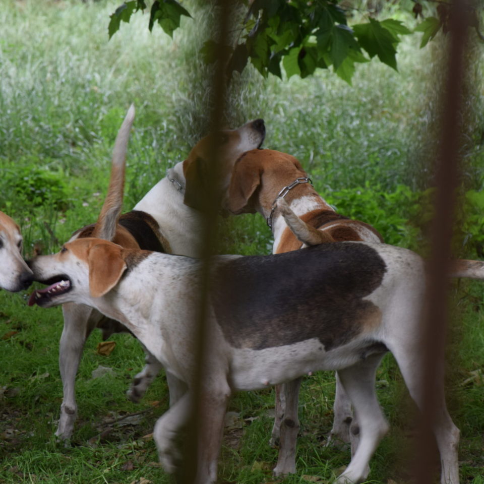 chasse à courre pau